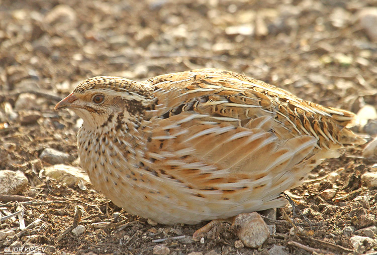   Common Quail Coturnix coturnix    Ramot 08-02-12 Lior Kislev